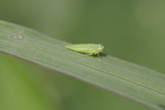 Cicadellidae