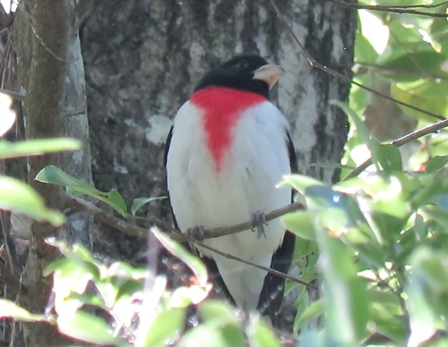 Pheucticus ludovicianus image