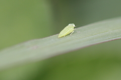 Cicadellidae