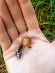 Agaricales