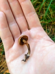 Agaricales