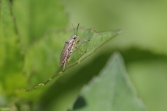 Heteroptera