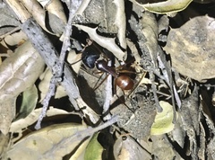 Camponotus semitestaceus