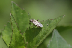 Heteroptera