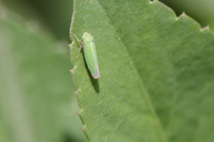 Hortensia similis