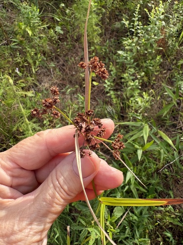 Scirpus georgianus