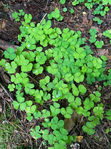 European wood-sorrel