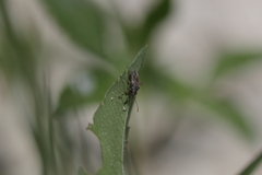 Heteroptera