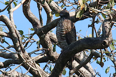 Nisaetus nipalensis