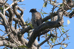 Nisaetus nipalensis
