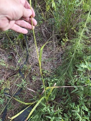 author not stated, no rights reserved Scirpus georgianus, photograph author not stated, no rights reserved