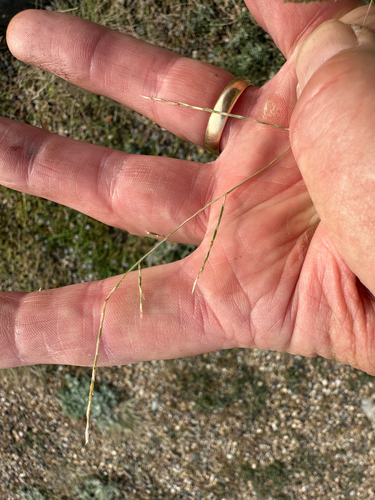 Muhlenbergia paniculata observed 2026-07-20