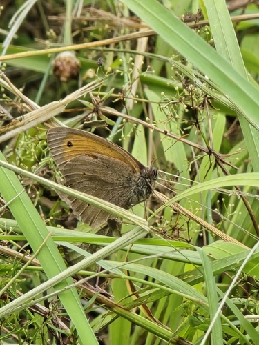 Meadow Brown
