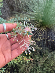 Grevillea manglesii, photograph (c) Tyler Anthony, some rights reserved (CC BY)