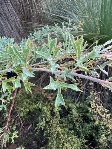 Grevillea manglesii, photograph 3