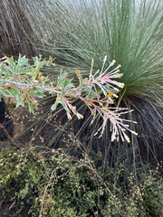 Grevillea manglesii