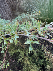 Grevillea manglesii, photograph (c) Tyler Anthony, some rights reserved (CC BY)