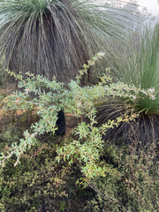Grevillea manglesii, photograph (c) Tyler Anthony, some rights reserved (CC BY)