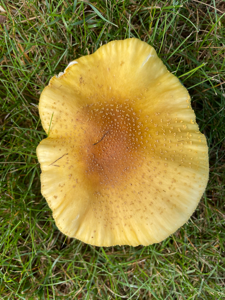 Yellow American Blusher · July 2026 · photo: Photo: (c) Bobby McCabe, some rights reserved (CC BY) · iNaturalist