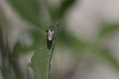 Heteroptera