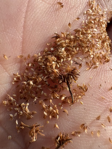 Scirpus georgianus, photograph 3