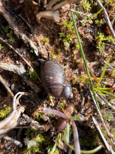 Southern Ambersnail