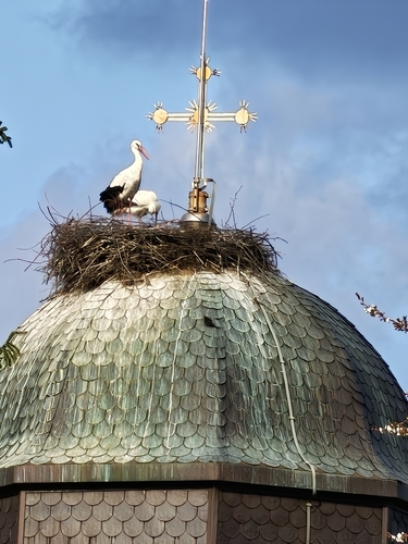 White Stork