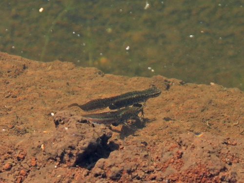 Lissotriton graecus