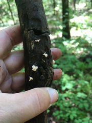 Xylaria flabelliformis