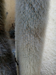 Cleistocactus strausii