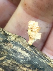 Xylaria flabelliformis