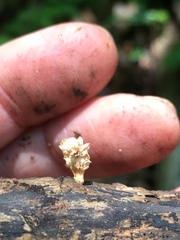 Xylaria flabelliformis