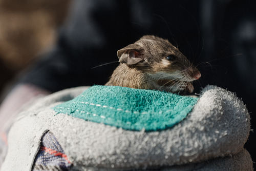 Eastern Spiny Mouse