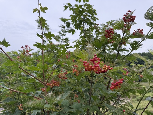 guelder-rose