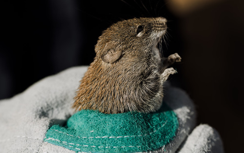 Golden Spiny Mouse