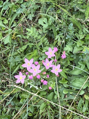 Common centaury