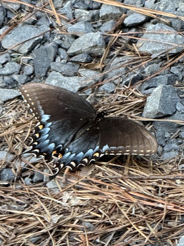 Eastern Tiger Swallowtail