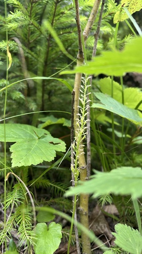 White Adder's Mouth