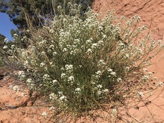 Lepidium montanum