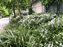 Deutzia gracilis