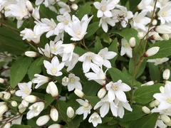 Deutzia gracilis