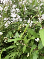 Deutzia gracilis