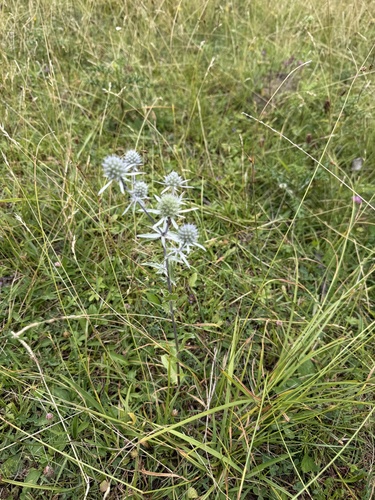 Blue Eryngo