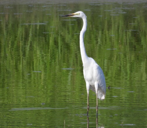iNaturalist: (c) garlice99, some rights reserved (CC BY-NC), uploaded by garlice99 iNaturalist image
