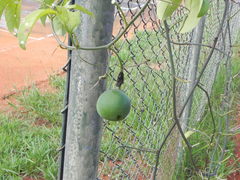 Passiflora cincinnata