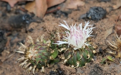 Centaurea praecox