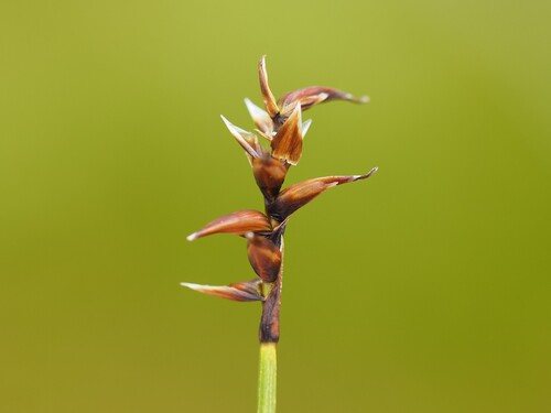 Carex davalliana, photograph 1