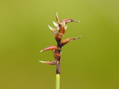 Carex davalliana, photograph (c) Louis Aureglia, some rights reserved (CC BY)