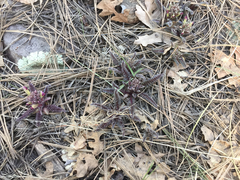 Pedicularis centranthera