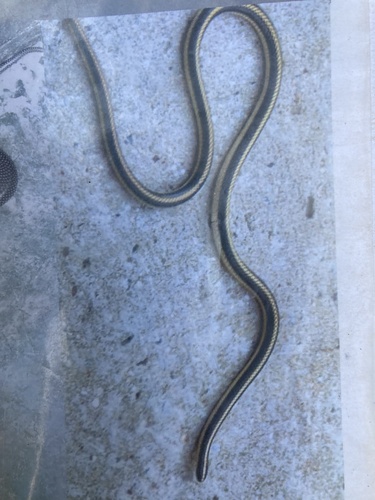 Photo of a Striped Harlequin Snake (Homoroselaps dorsalis)